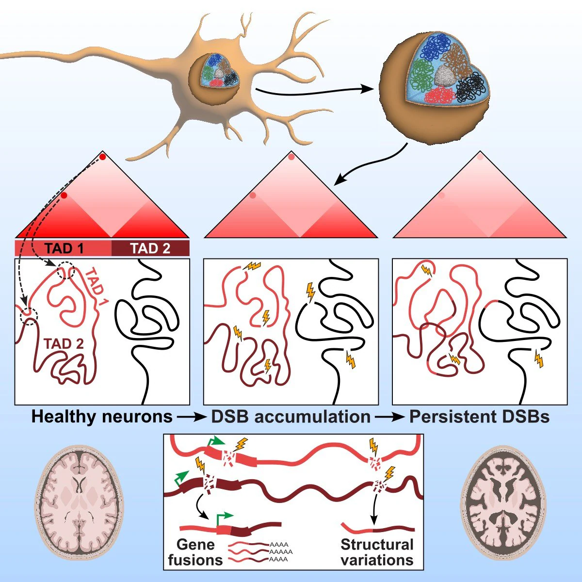 Graphical summary of neuronal DNA double-strand breaks and genome disruption