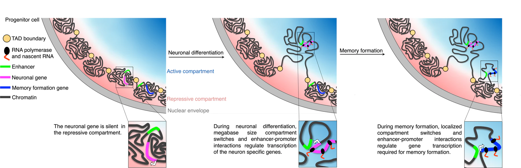 Diagram showing changes in three-dimensional genome organization during neuronal differentiation and memory formation