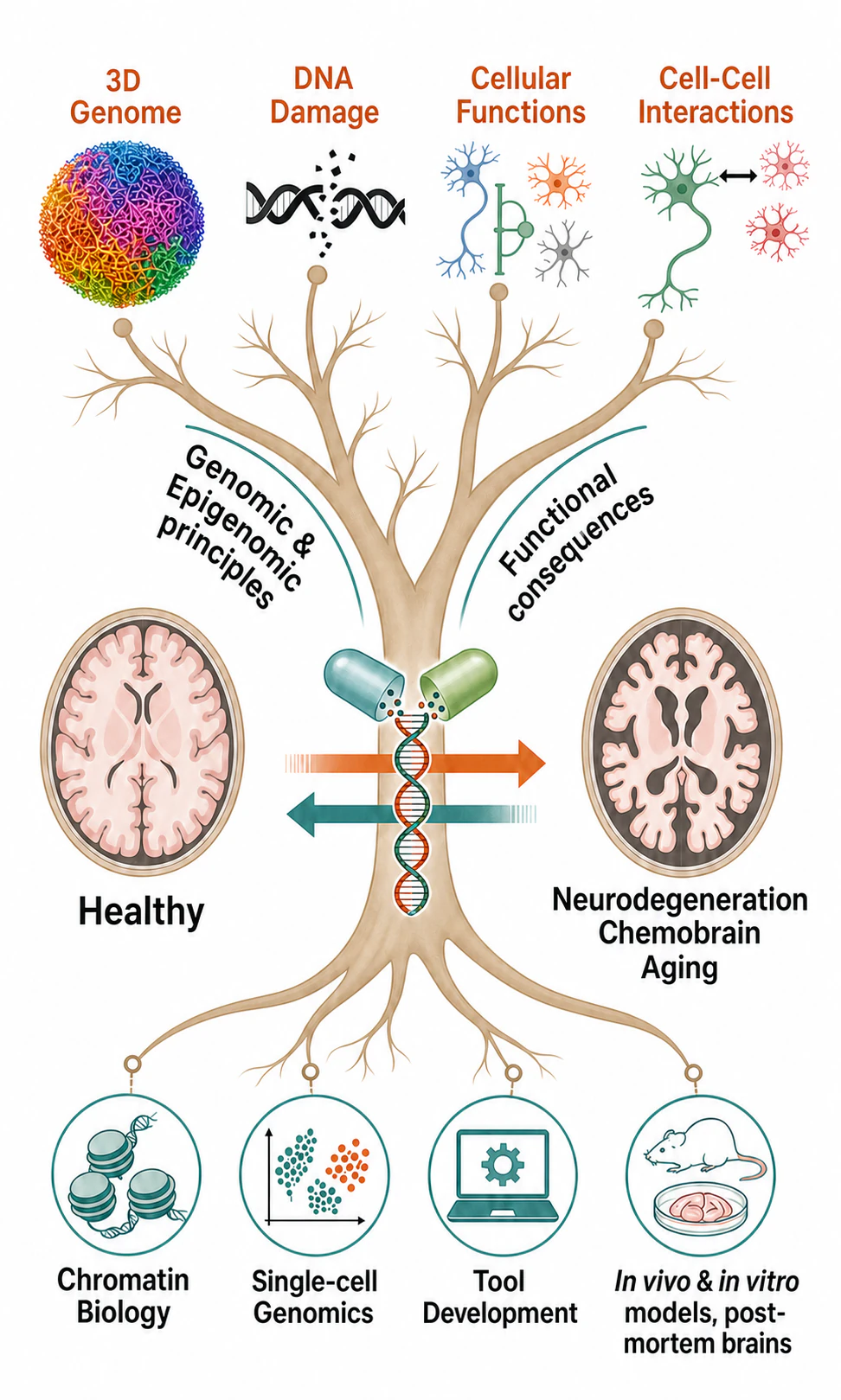 Diagram connecting genomic and epigenomic mechanisms to healthy and aging brain function