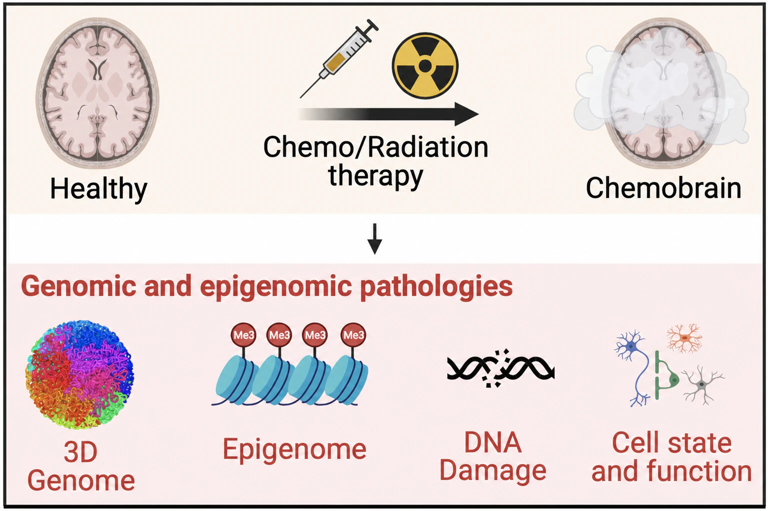 Diagram linking chemotherapy and radiation to genomic and epigenomic changes associated with chemobrain