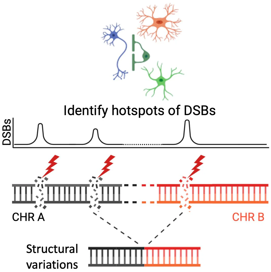 Diagram of DNA double-strand break hotspots and resulting structural variations